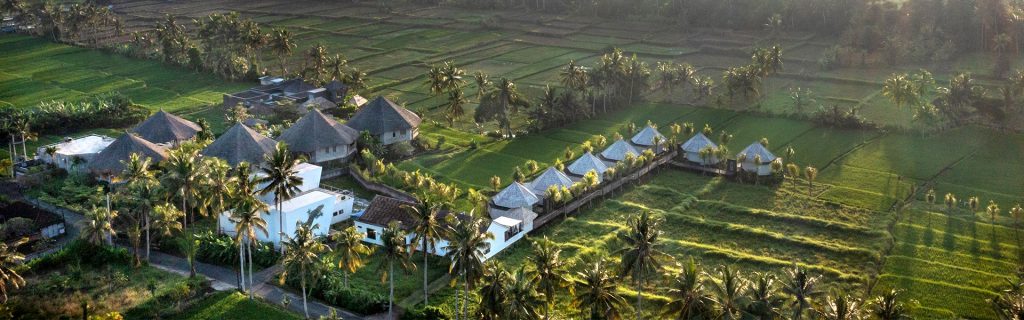 rice field