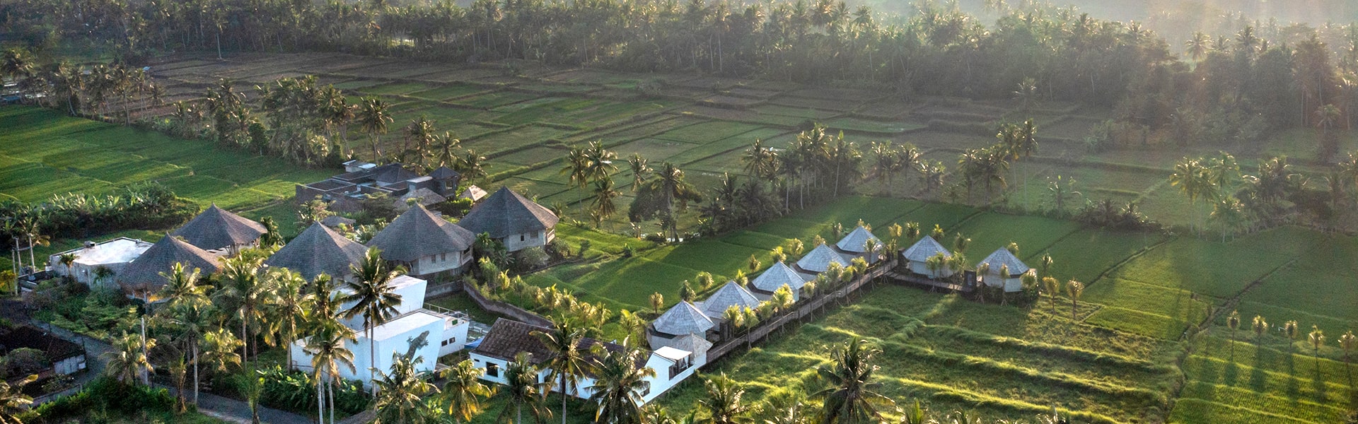 rice field