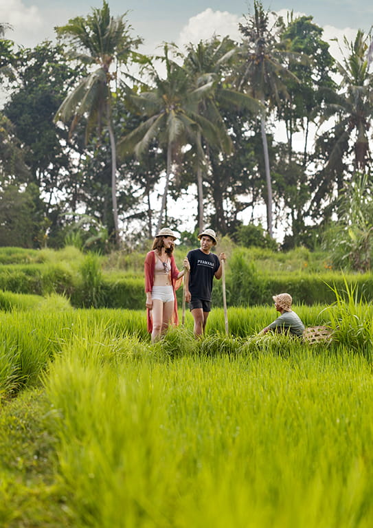 Rice field view